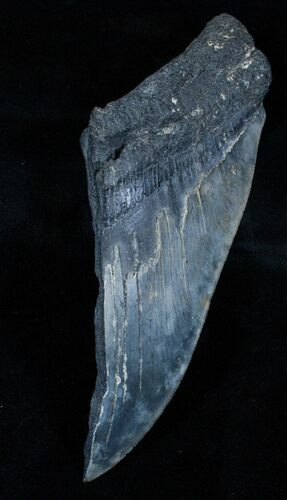Half Of A Monster Megalodon Tooth - #3832